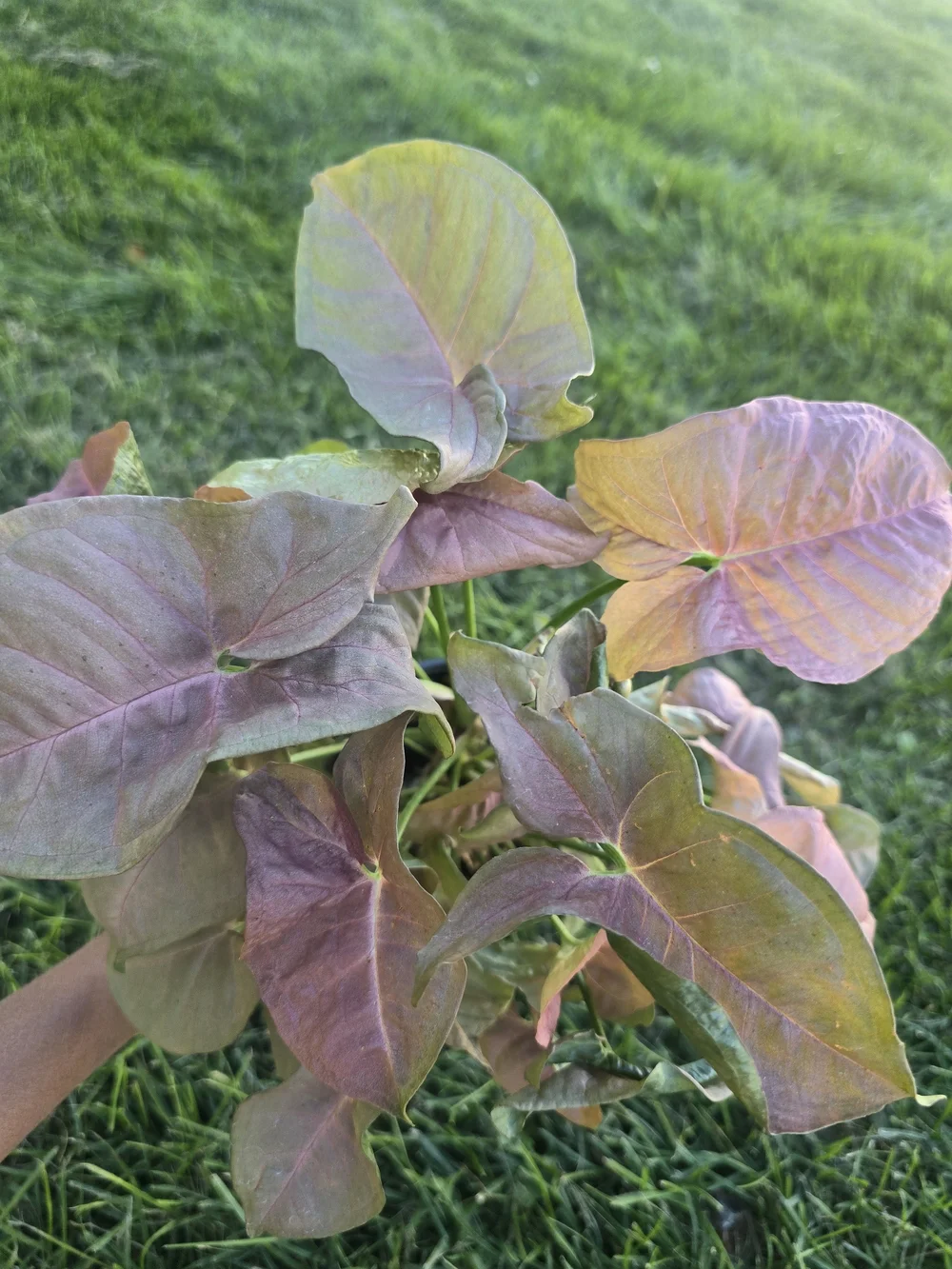 Pink Syngonium Plant